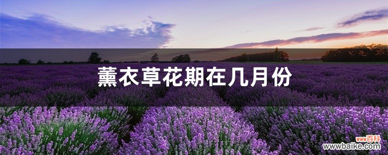 薰衣草花期在几月份，薰衣草一年四季开花吗