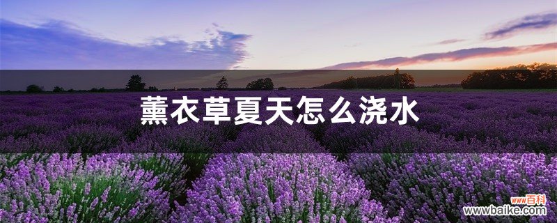 薰衣草夏天怎么浇水，薰衣草容易养活吗