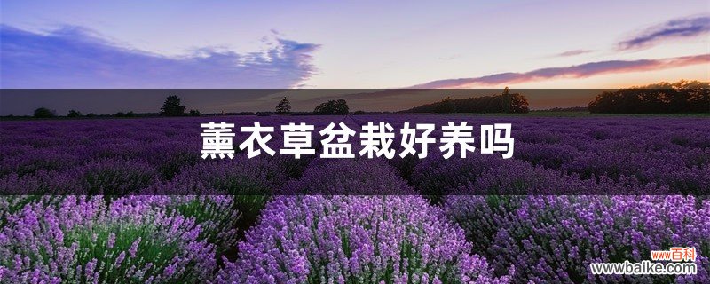 薰衣草盆栽好养吗，哪种薰衣草适合盆栽