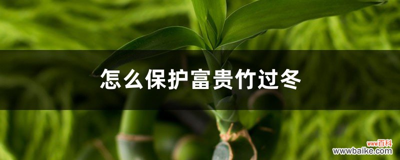 怎么保护富贵竹过冬，富贵竹如何过冬不死