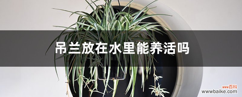 吊兰放在水里能养活吗，放在室外冬天会冻死吗