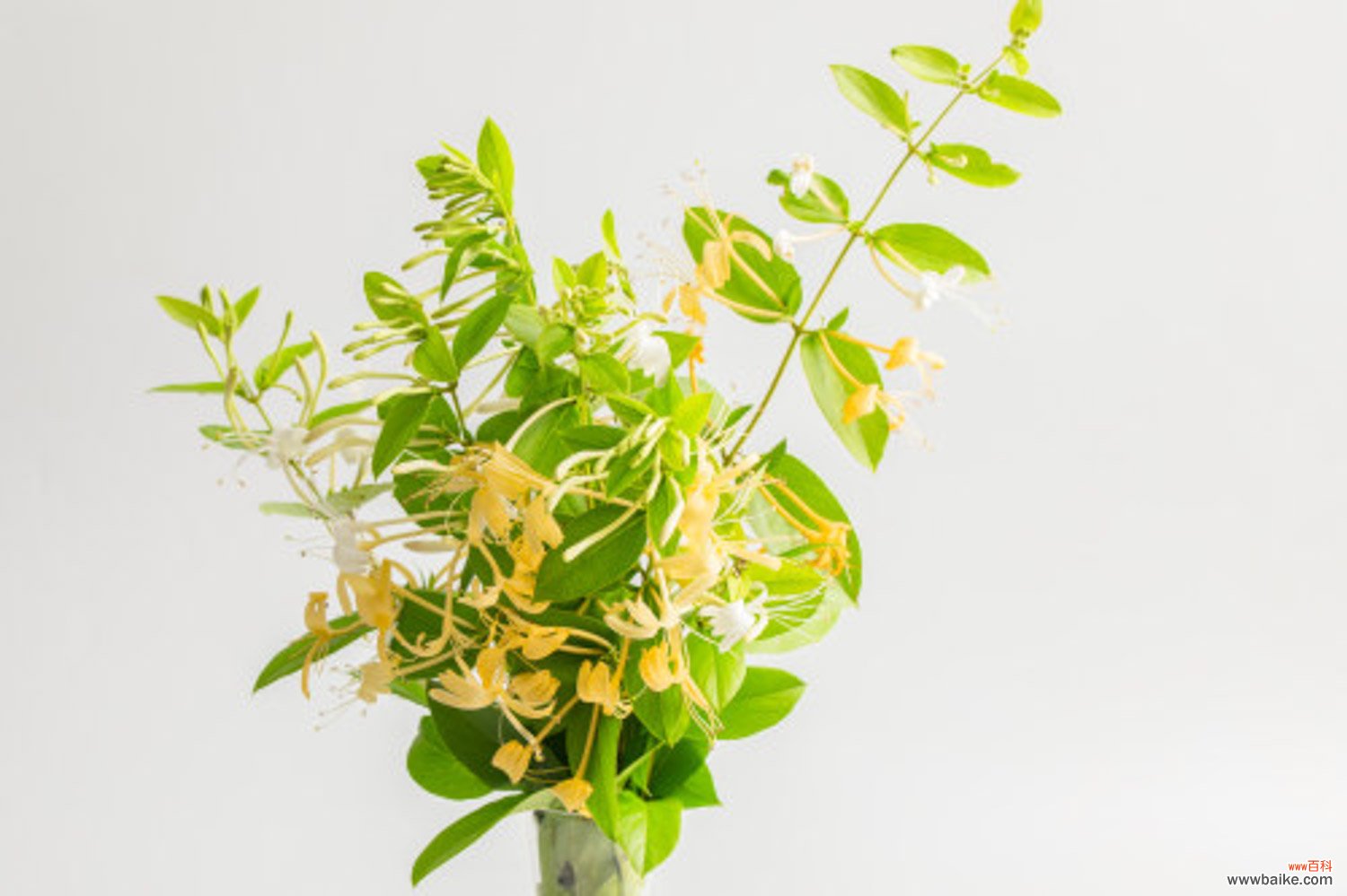 金银花的种植方法与管理方法