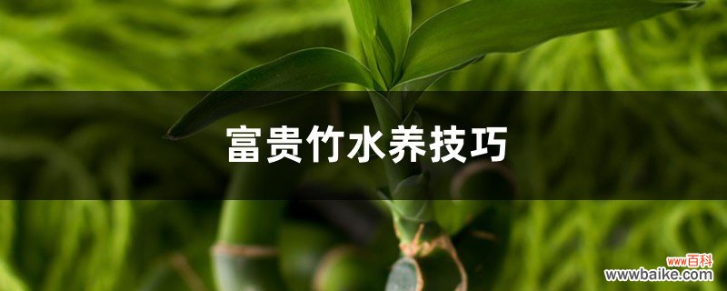 富贵竹水养技巧，水养多久能生根