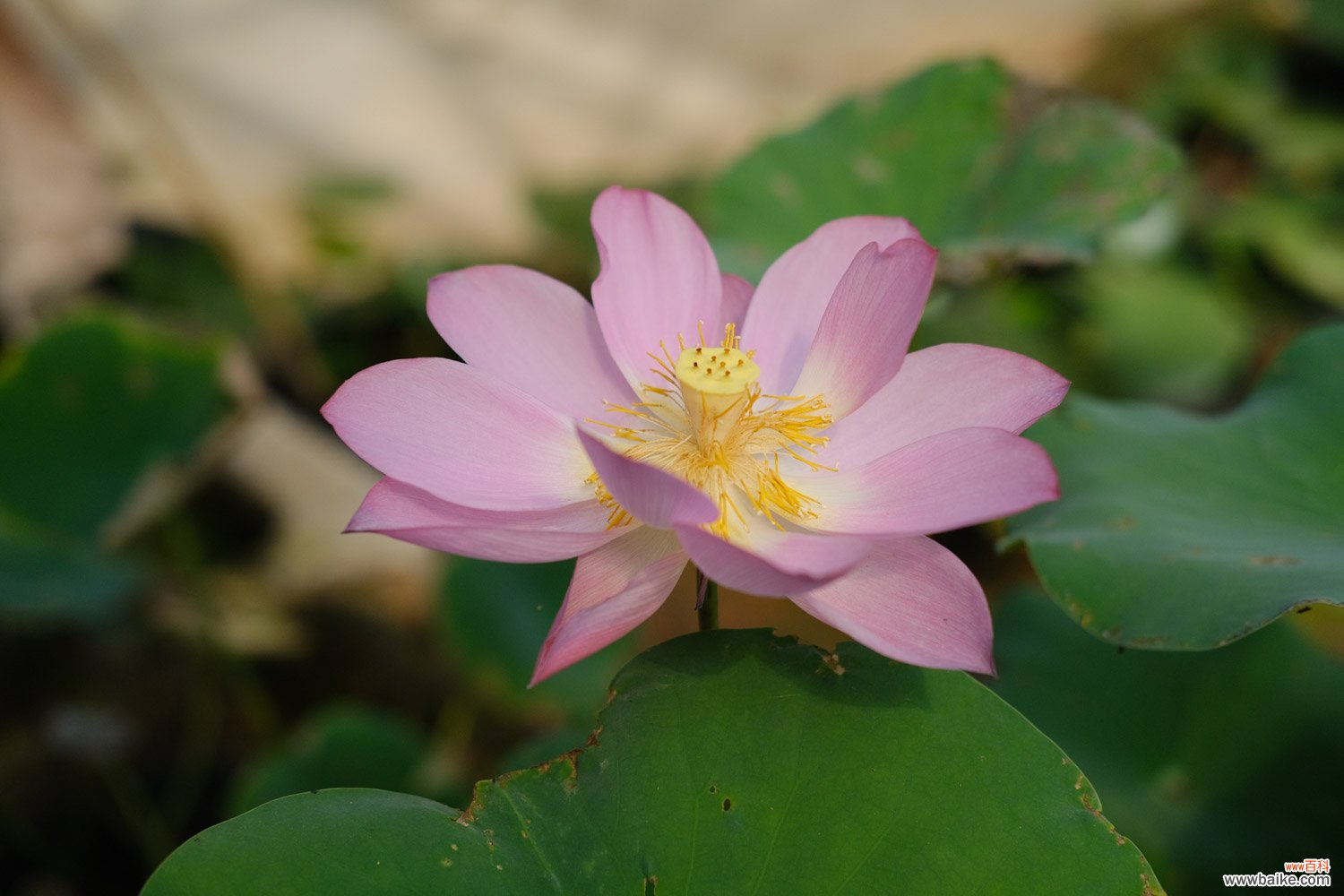 莲花对水的要求，莲花淋雨会死吗