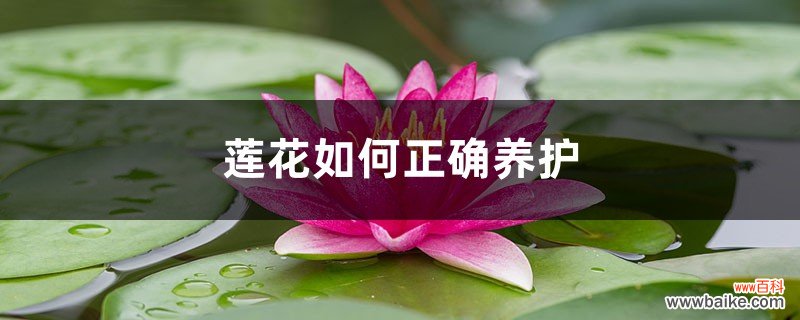 莲花如何正确养护，莲花在家可以养吗