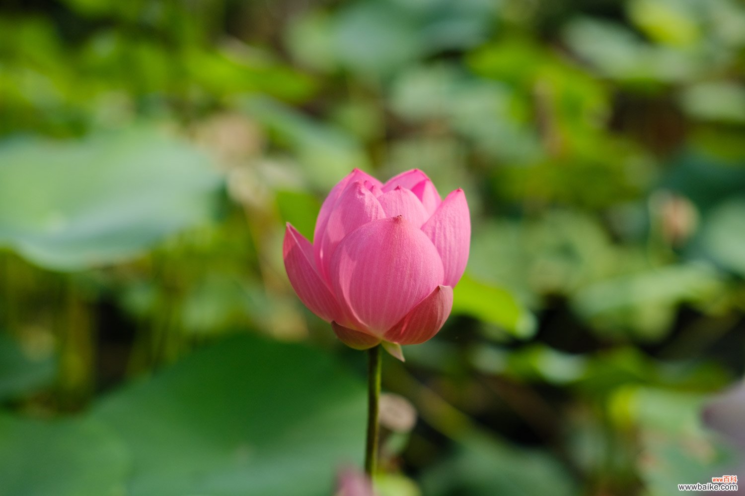 莲花如何正确养护，莲花在家可以养吗