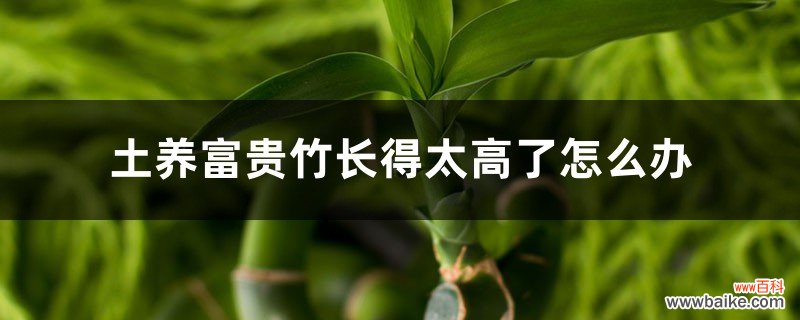 土养富贵竹长得太高了怎么办，土养富贵竹怎么修剪