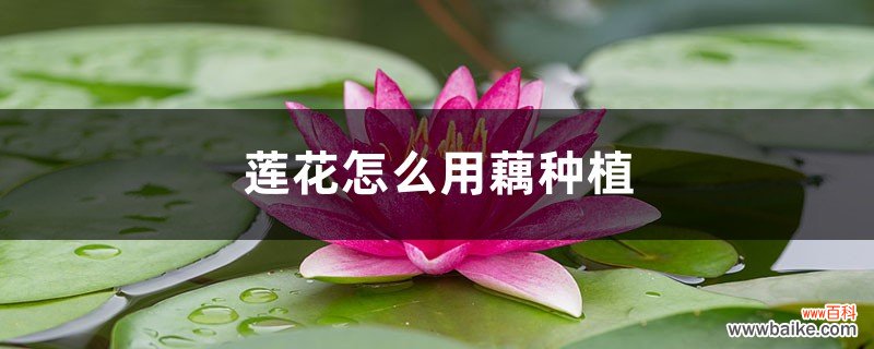 莲花怎么用藕种植，种植后怎么养护