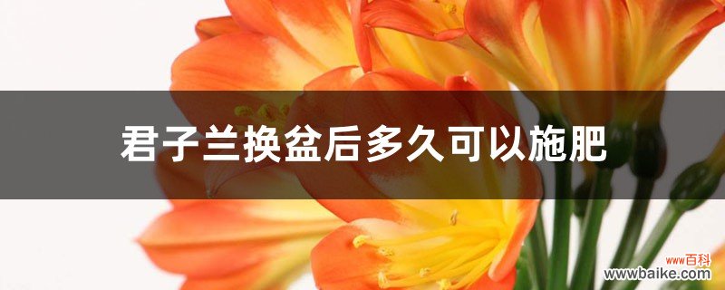 君子兰换盆后多久可以施肥，怎么施肥和施什么肥好