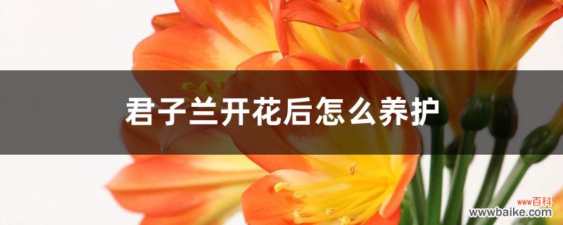 君子兰开花后怎么养护，可以浇淘米水吗