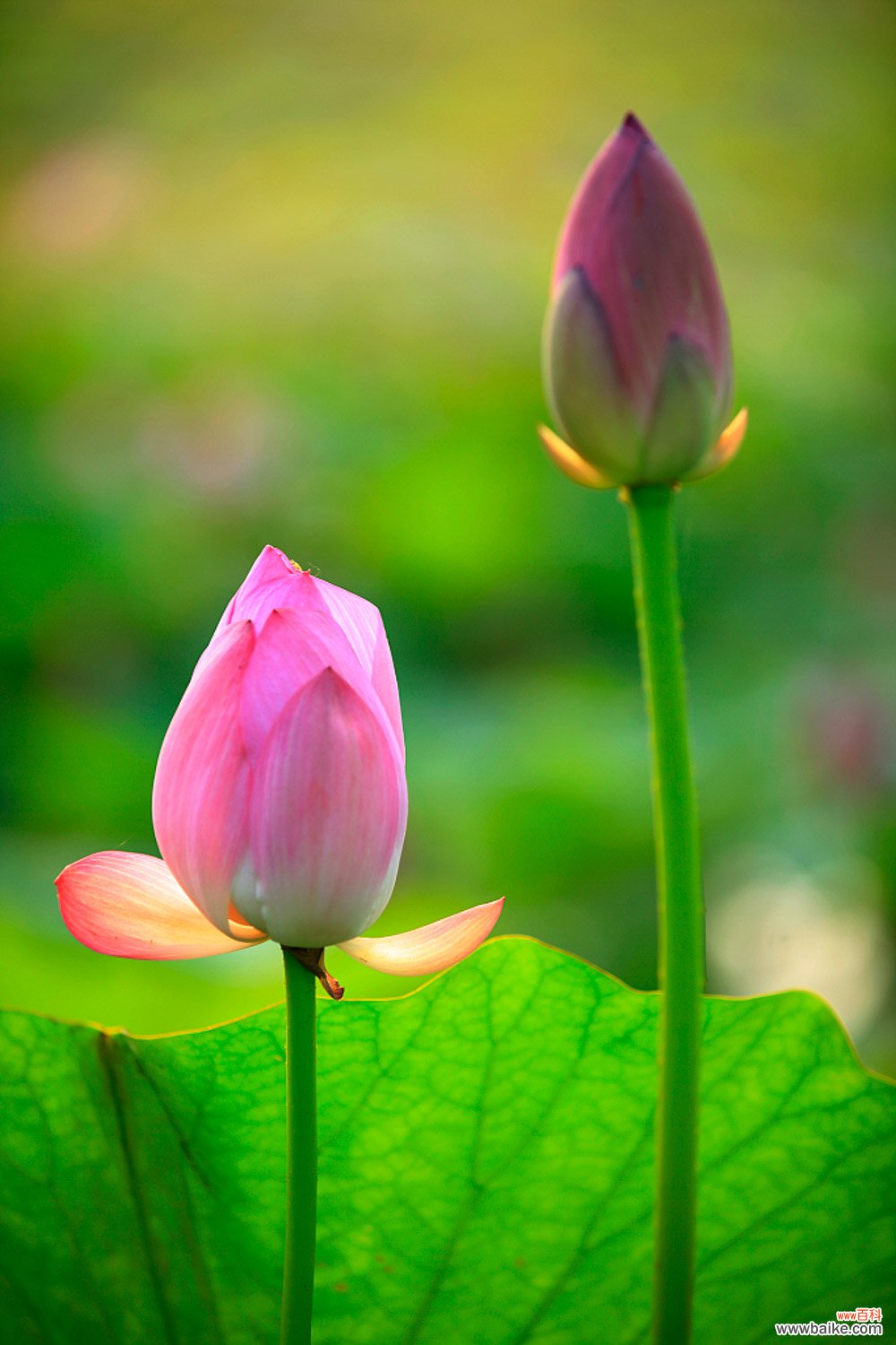 莲花需要修剪吗，莲花如何修剪