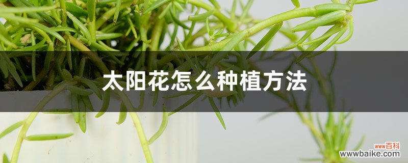 太阳花怎么种植方法，种植季节