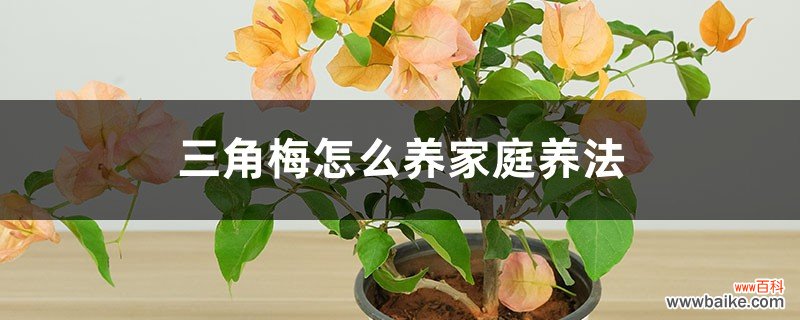 三角梅怎么养家庭养法，修剪方法图