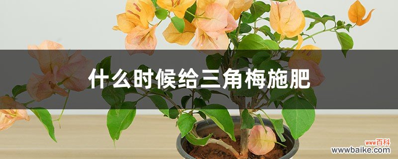 什么时候给三角梅施肥，施肥过多怎么办