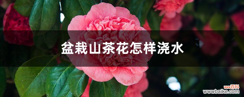 盆栽山茶花怎样浇水，用什么土最好