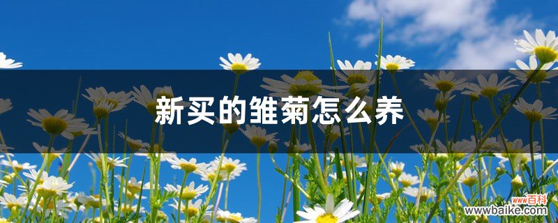 新买的雏菊怎么养