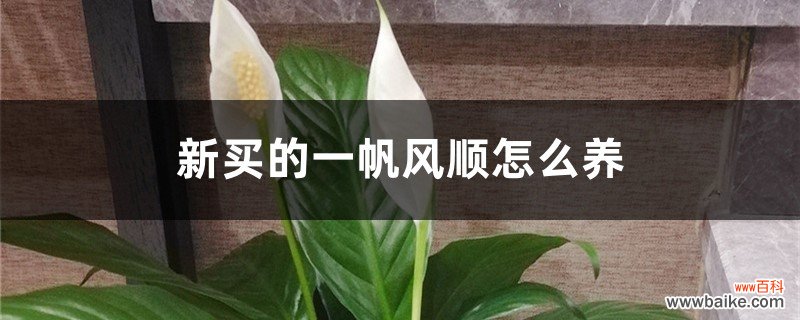 新买的一帆风顺怎么养