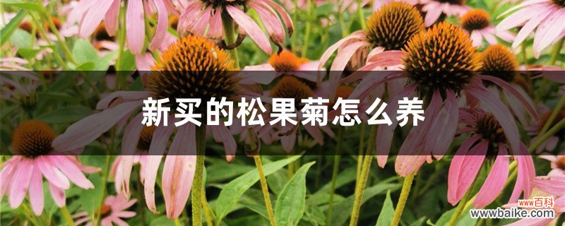 新买的松果菊怎么养