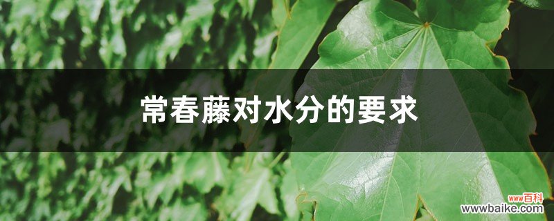 常春藤对水分的要求