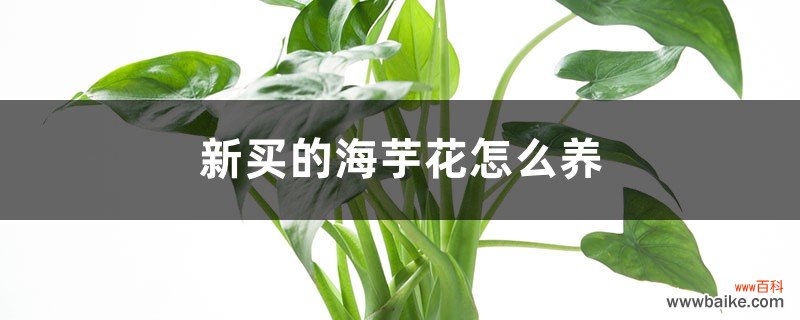 新买的海芋花怎么养