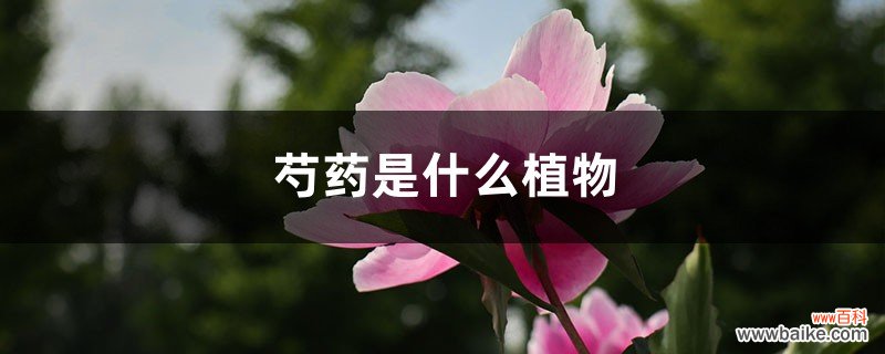 芍药是什么植物，芍药是花还是树