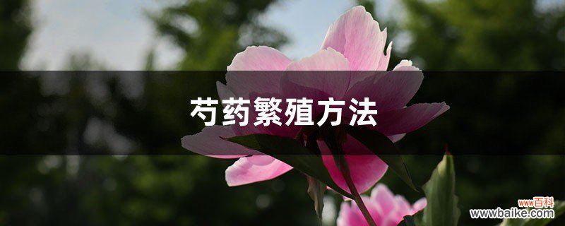 芍药繁殖方法，芍药分株繁殖