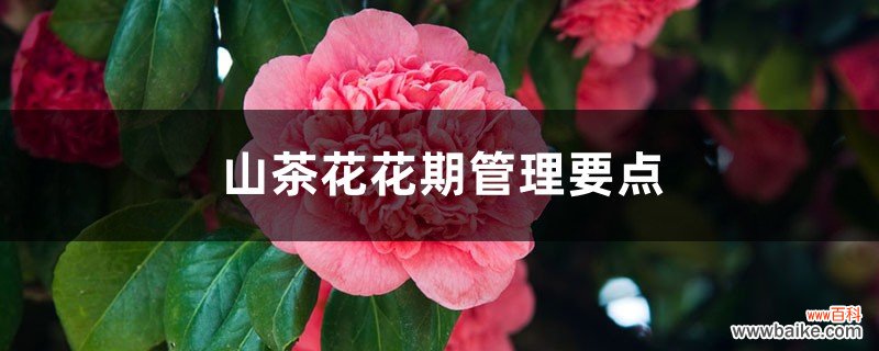 山茶花花期管理要点，山茶花花期怎么施肥