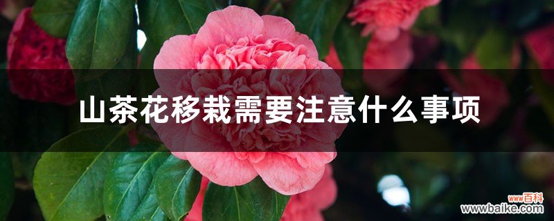 山茶花小苗什么时候移栽，山茶花移栽需要注意什么事项