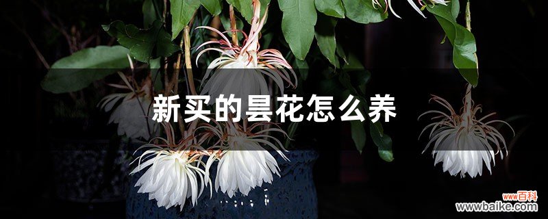 新买的昙花怎么养