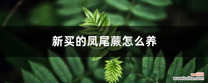 新买的凤尾蕨怎么养