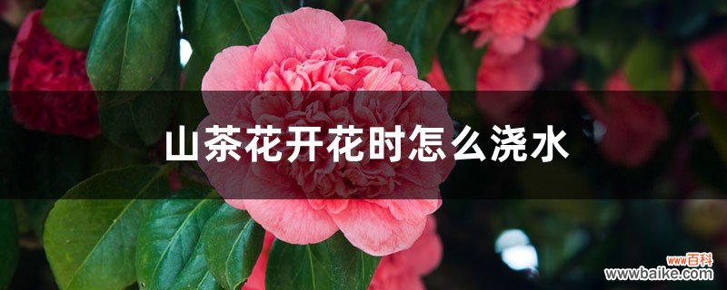 山茶花开花时怎么浇水，花期可以喷水吗