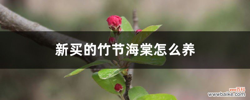 新买的竹节海棠怎么养