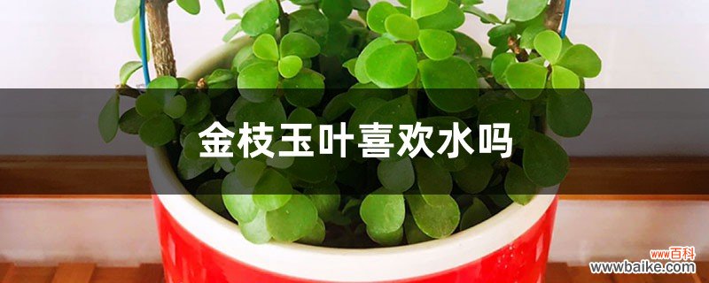 金枝玉叶喜欢水吗，喜欢什么样的土壤