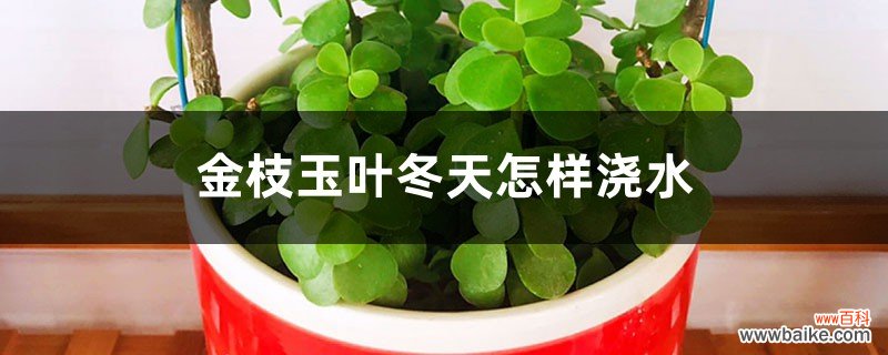 金枝玉叶冬天怎样浇水，冬天可以剪枝吗