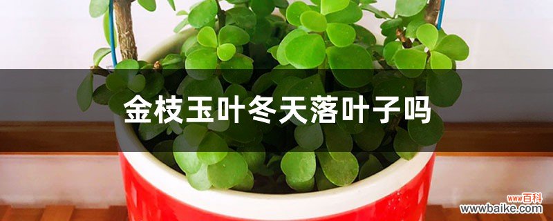 金枝玉叶冬天落叶子吗，冬天掉叶子怎么办