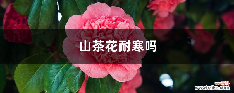 山茶花耐寒吗，山茶花耐旱吗