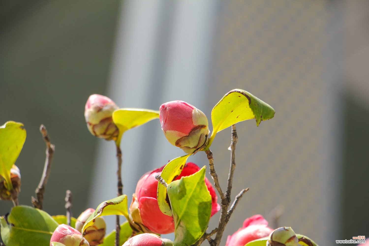 山茶花耐寒吗，山茶花耐旱吗