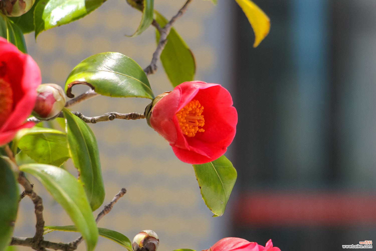 山茶花多少钱一株，山茶花的价格和图片