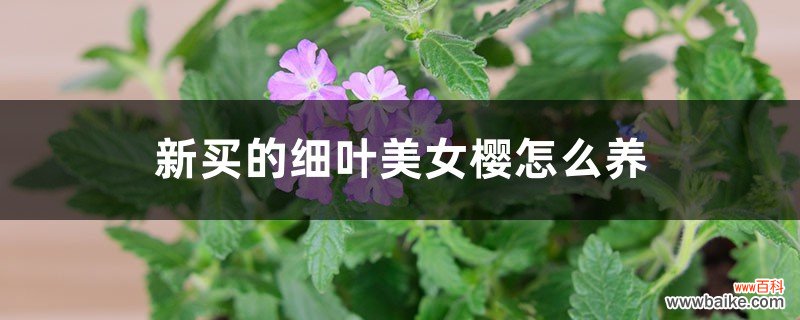 新买的细叶美女樱怎么养