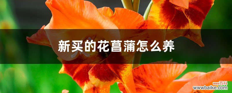 新买的花菖蒲怎么养