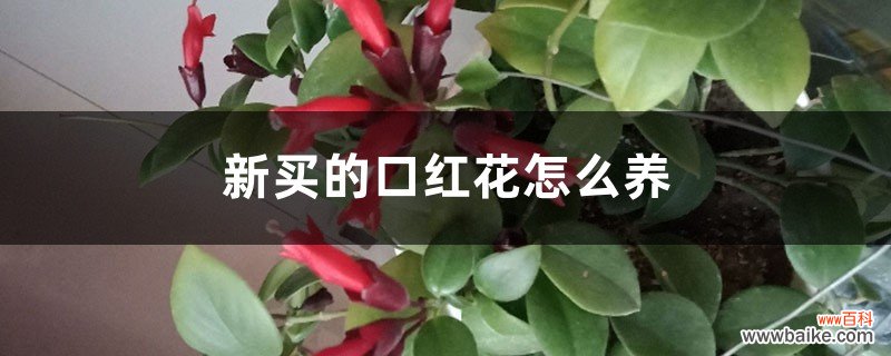 新买的口红花怎么养