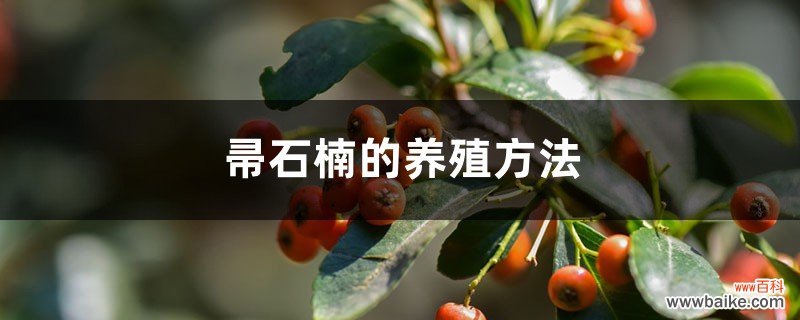 帚石楠的养殖方法