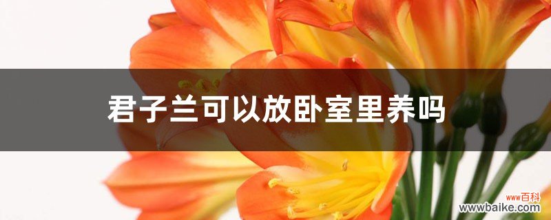 君子兰可以放卧室里养吗