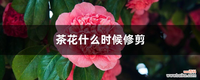 茶花什么时候修剪，茶花修剪时间和方法