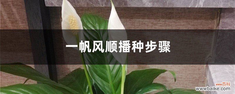 一帆风顺播种步骤，一帆风顺其他的繁殖方法