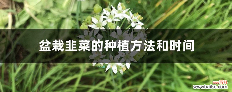 盆栽韭菜的种植方法和时间，是不是每年换一次土