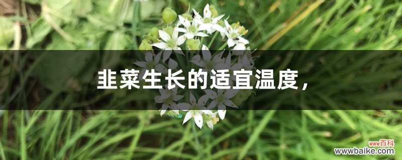 韭菜生长的适宜温度，韭菜生长周期