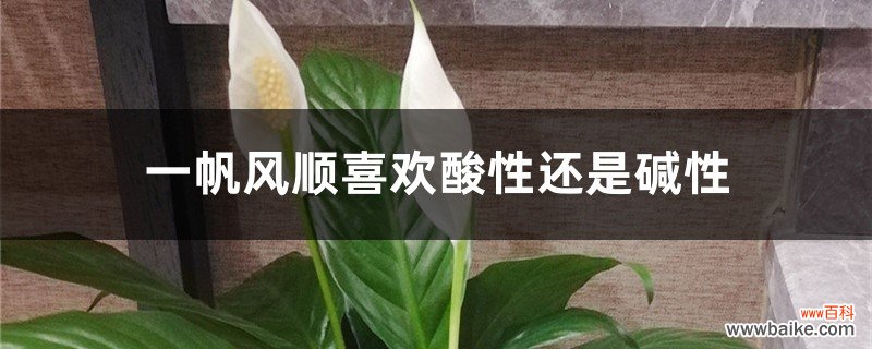 一帆风顺喜欢酸性还是碱性，一帆风顺能在北方养吗