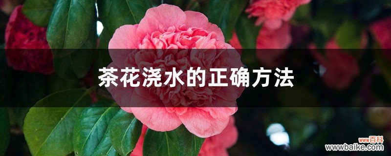 茶花浇水的正确方法，茶花浇水多了怎么补救