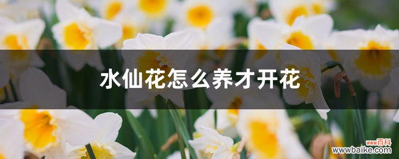 水仙花怎么养才开花，水仙花的花期